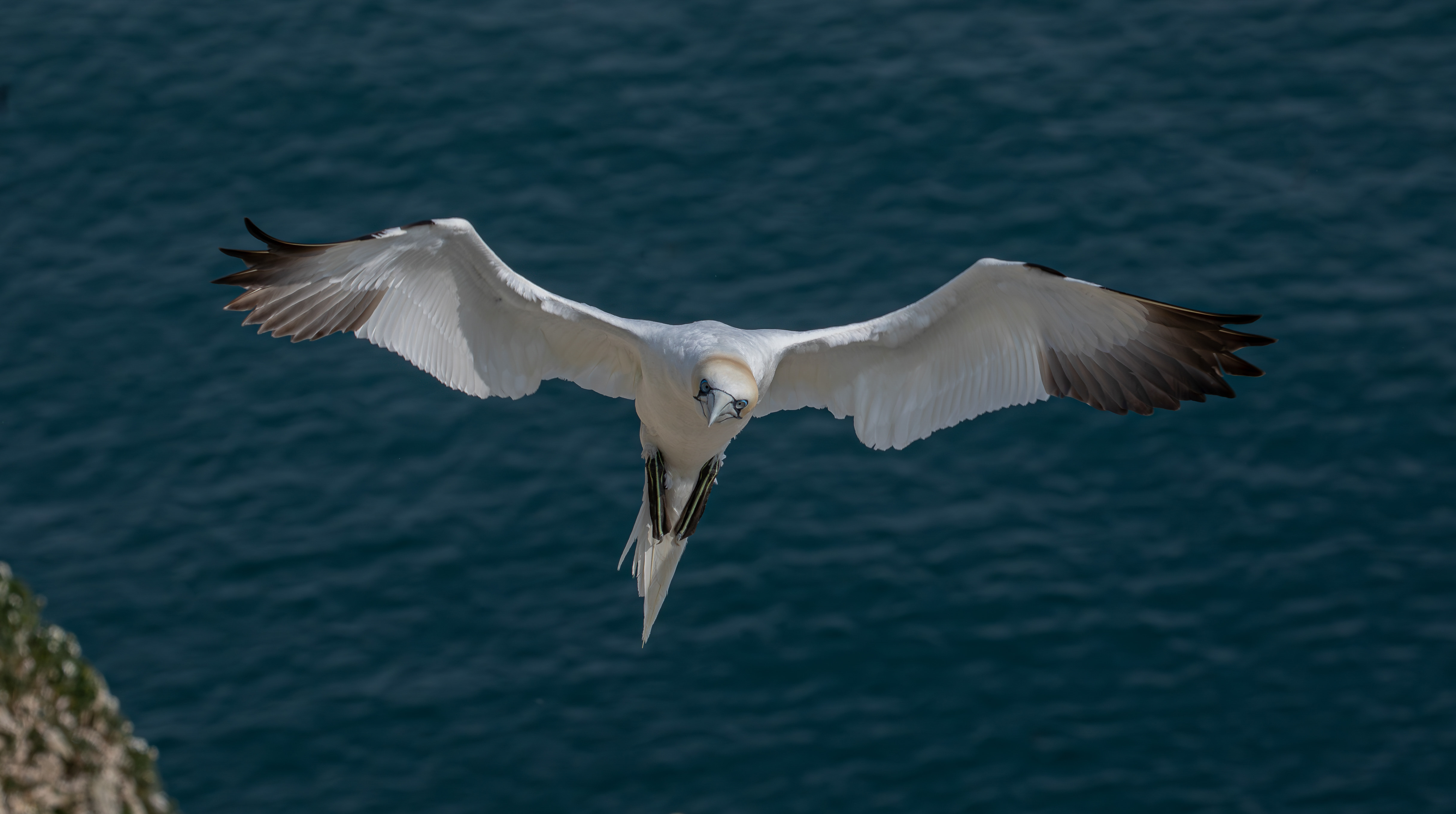 Image of a gannet